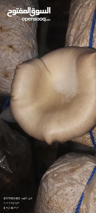 فطر محاري بلدي