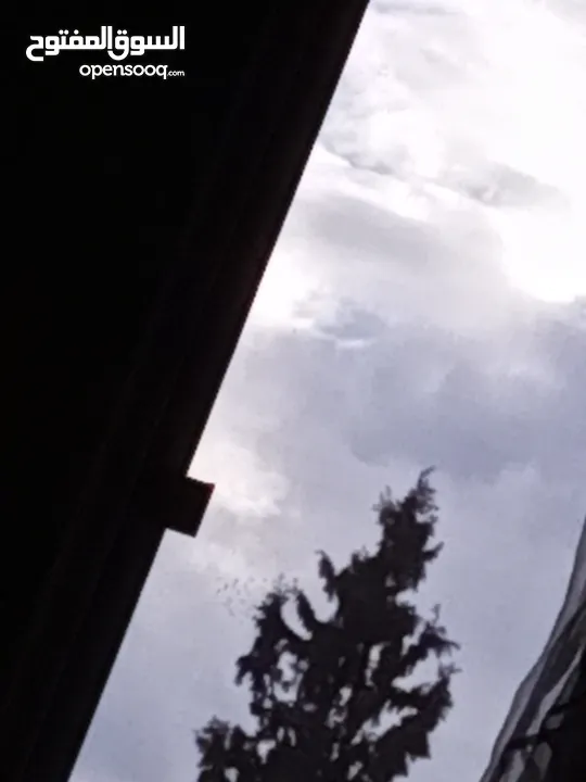 مطلوب فرس منظر ومحظر