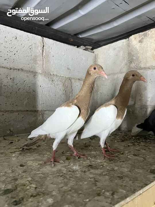 فراخ للبيع