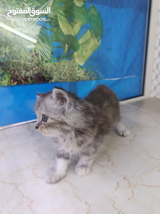 Scottish fold, Rag doll, British Short hair kittens.