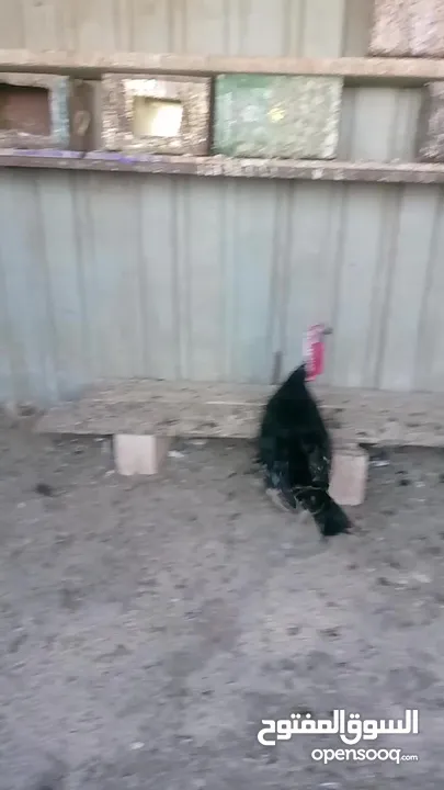 ديك حبش للبيع
