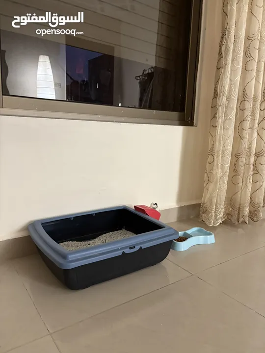 قط ذكر من نوع فريد للبيع