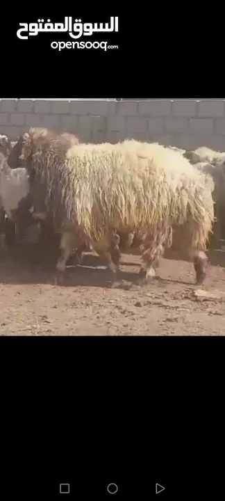 حلال نخب لحم ومقنوي بلدي وشروط الظحيه الله يتقبل من الجميع