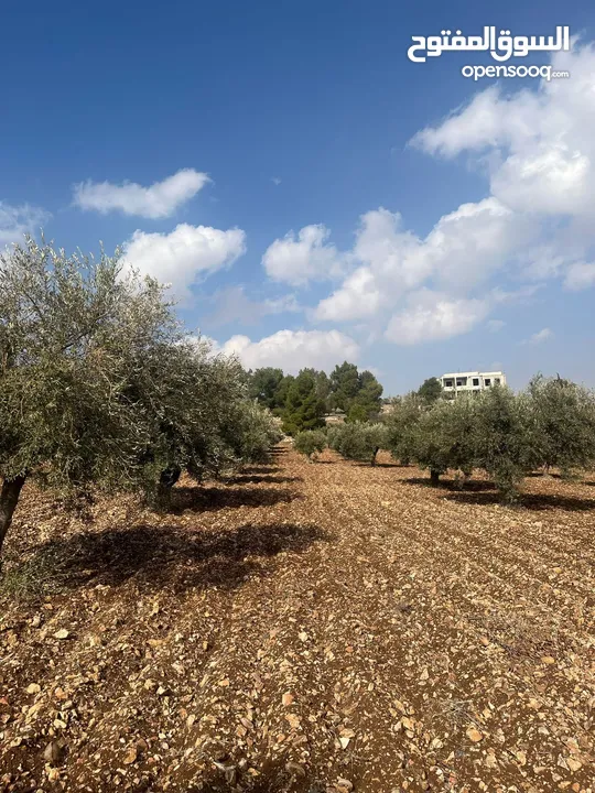 فرصة العمر مزرعة زيتون راقية  طريق اربد عمان كافه الخدمات 17 دونم و نص منتجه
