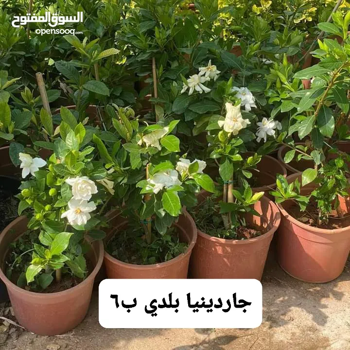 متوفر جميع انواع الاشجار المثمرة والزينة والورود وخدمة الزراع وتنسيق الحدائق وجميع انواع القواير