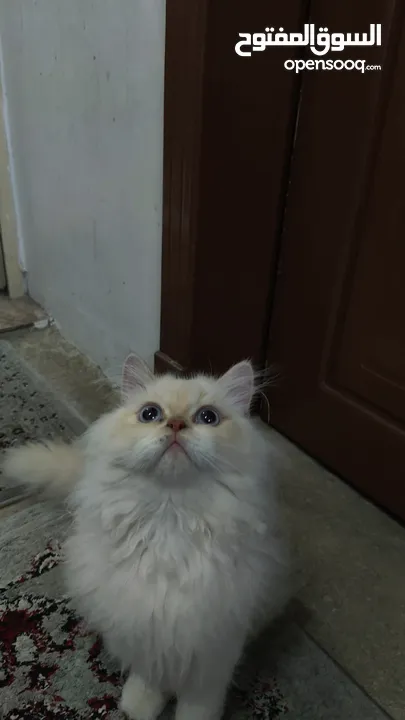 قط للتبني قط بريشن أبيض فرصة رائعة لتبني قط بريشن أبيض جميل ونظيف عمره أكثر من ستة شهور.