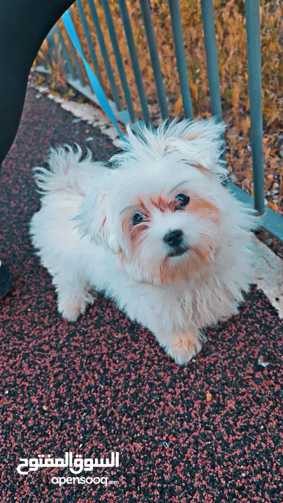 3500 شكل وا شكرن ال جميع