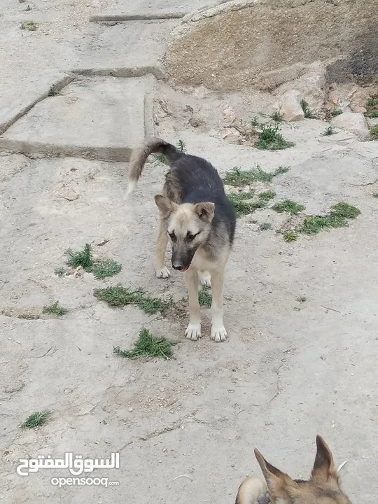 كلب جيرمن جرو للبيع لون ابيض واسود للبيع بسعر مغري جداً