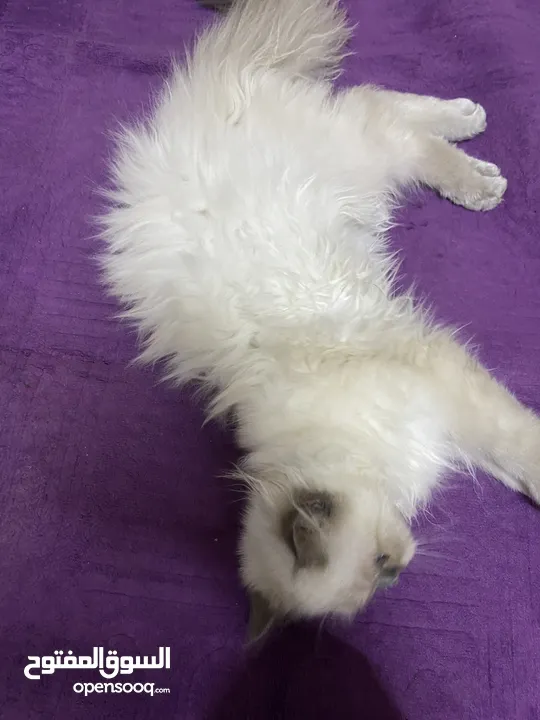 هملايا عمر 5 اشهر