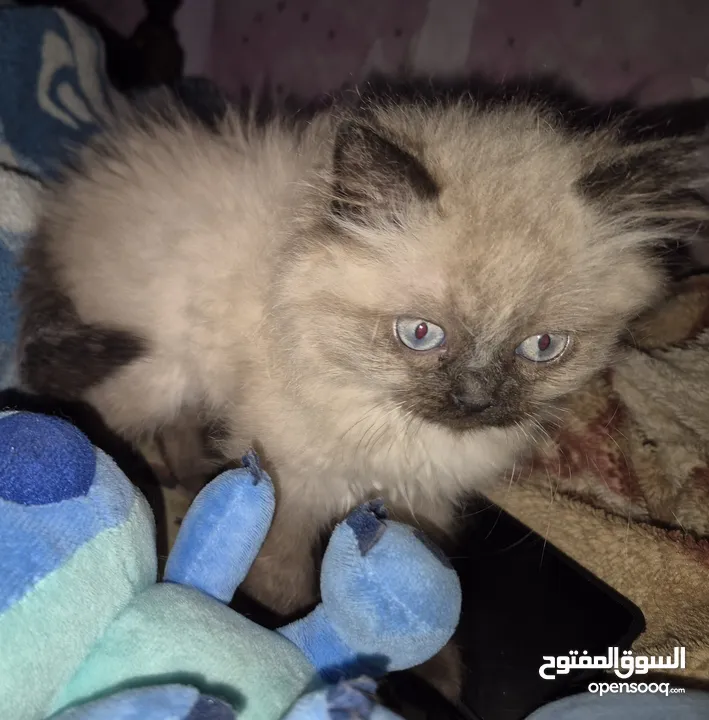 بريتش ريد اطراف قصيره لون اشقر شعر طويل وهمالايا تشوكلت بلو بوينت شعر طويل العمر شهرين ونص