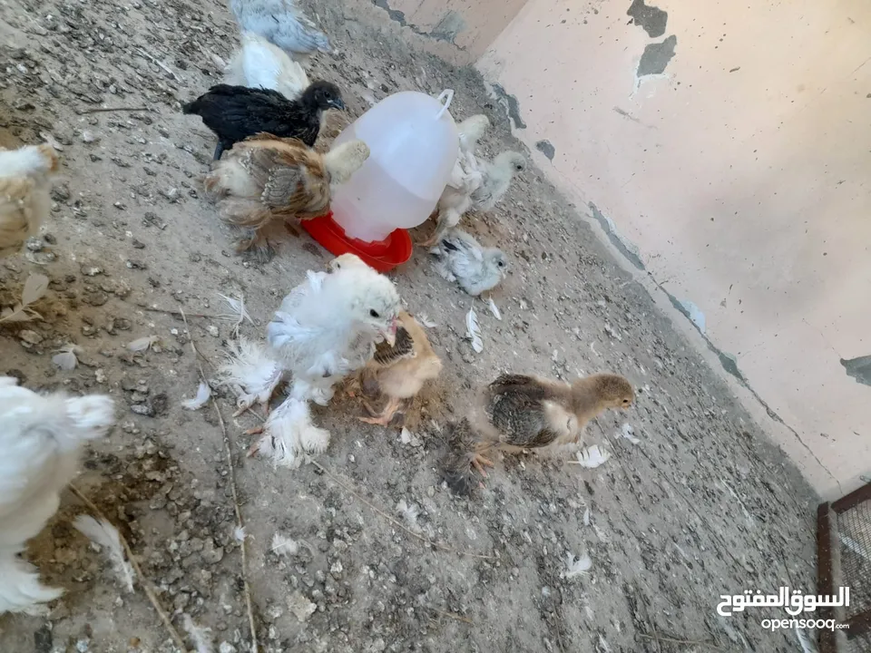 صيصان براهما مستويات عالية