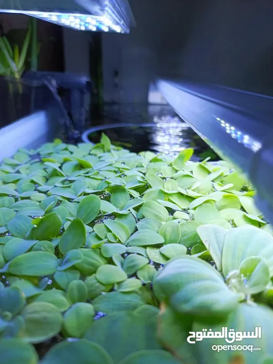سمك ، نبات طافي طبيعي لأحواض السمك (مفيد للـ سمك) من نوع Dwarf water lettuce