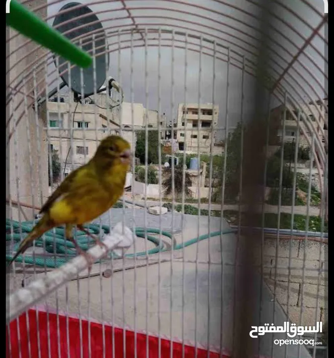جوز كنار ملطش