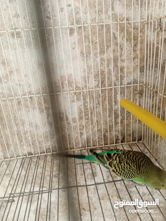 جوز طيور حب للبيع