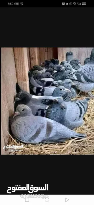 متاح لزبائنا الكرام زغاليل حمام بلدي وفرنسي  للأكل احجام سوبر جامبو وأوزان ممتازة التفاصيل بالوصف