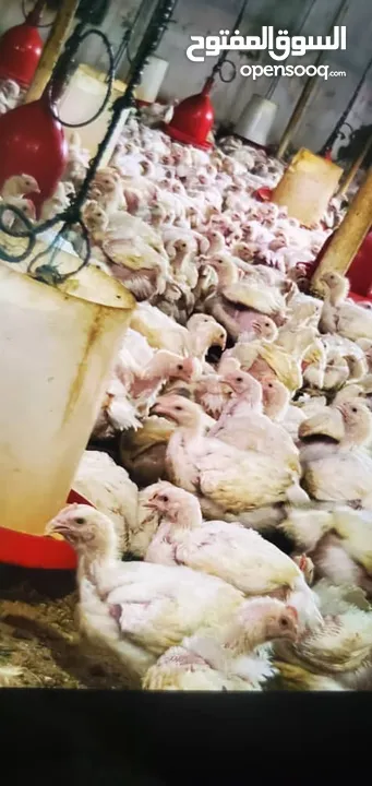 دجاج ابيض حي وزن 1.100 جرام إلى 1.400 جران السعر 800 بيسه
