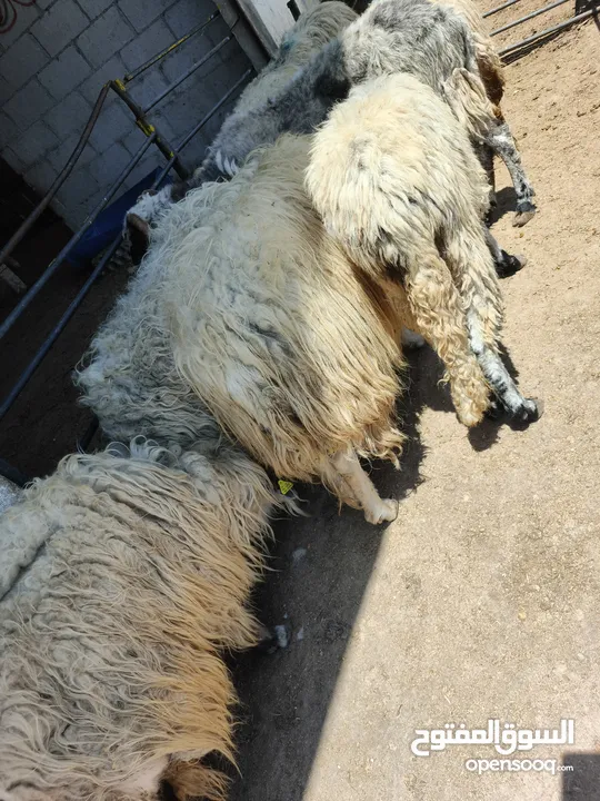 بيع جميع الانواع الاغنام