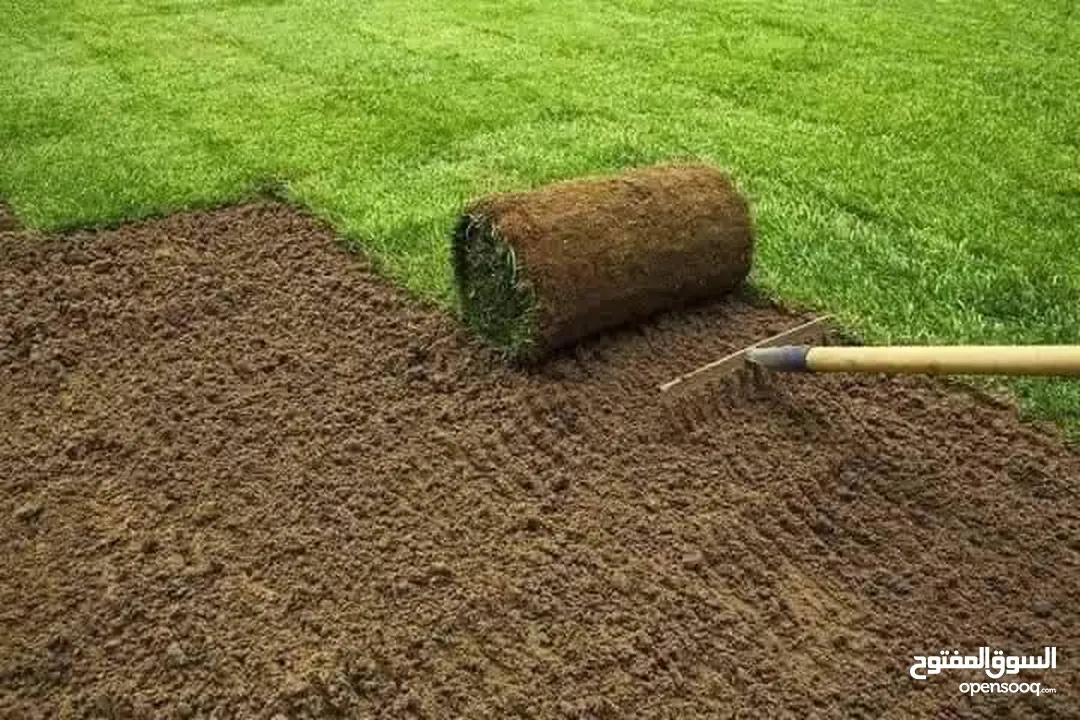 نجيل طبيعي نجيل ديكوندرا