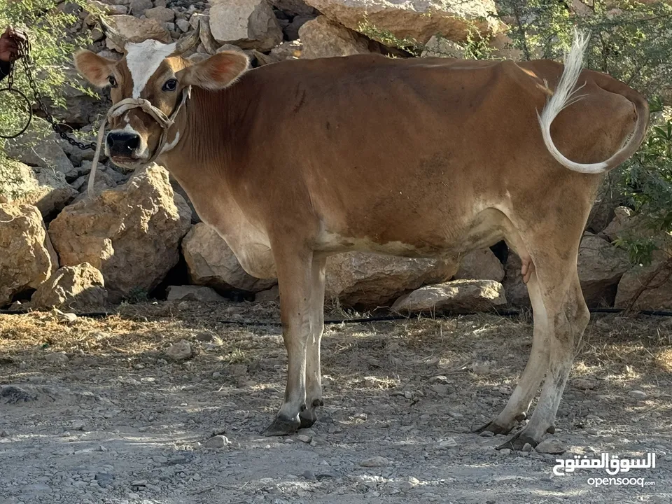 بقره جيرسي فيها حليب وهاديه تبارك الرحمن