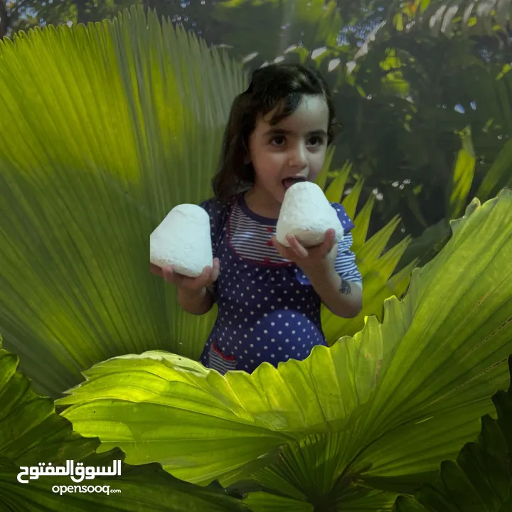 منتجاتنا من بيتا بالكرك