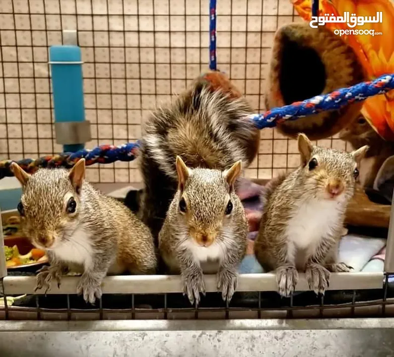 squirrels for rehoming