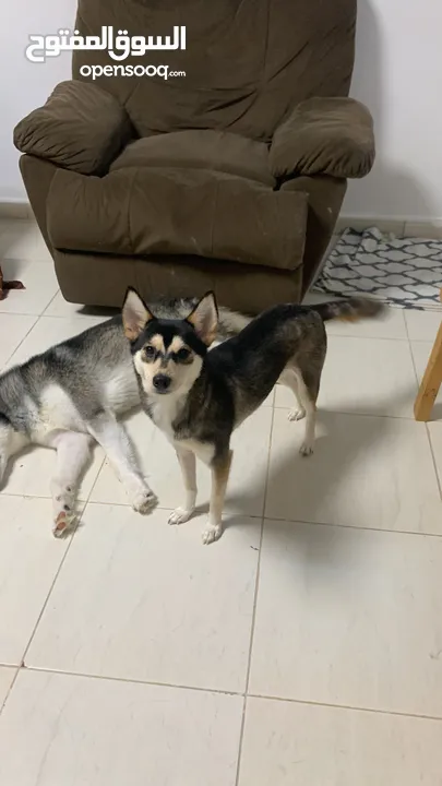 male siberian husky and femala alaskan kai breed