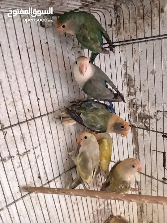 طور روز  ألوان بتجنن الله يبارك لصاحب النصيب. روز البينو عين حمرا. البينو بيور من انناحي