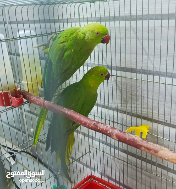 طيور ببغاء الدره