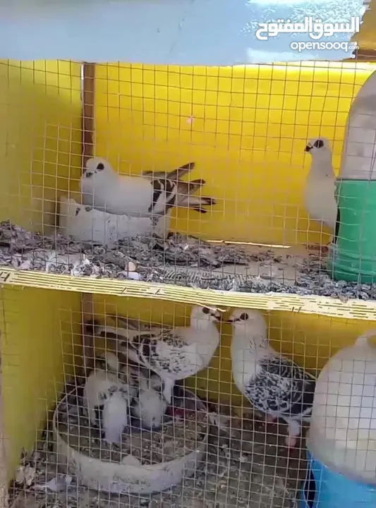 جواز حمام  حلوين وشغالين