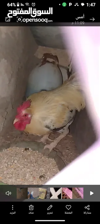 ديك كبير جدا بالصوره عمر سنتين للبيع يوجد ديك  بعمر الثمانيه اشهر العدد 2 في سعر 8