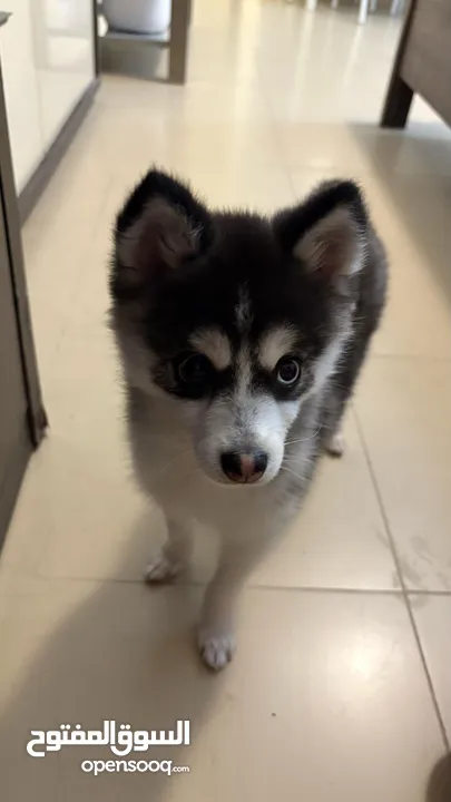 Contace me ONLY for who will love my 8 month old Pomsky..