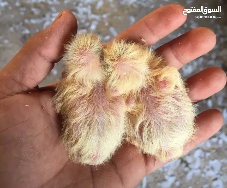 حمام فرنسي اصلي السلاله اكبر حجم منتج  الجوز