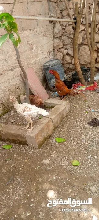 بيت دجاج براهيم وباكستاني