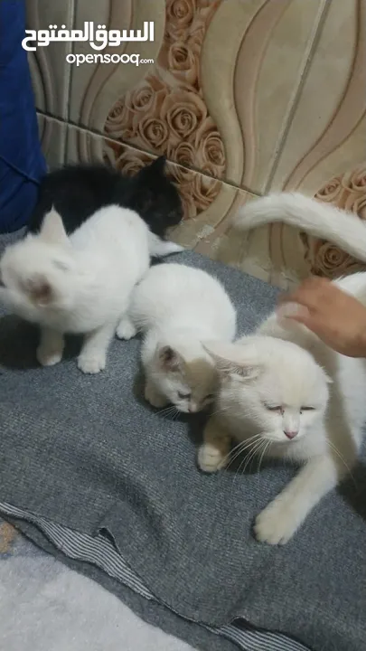 5 قطط شيرازي للبيع مع الام