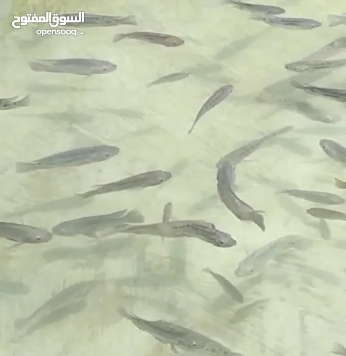 سمك بلطي حي Live Tilapia