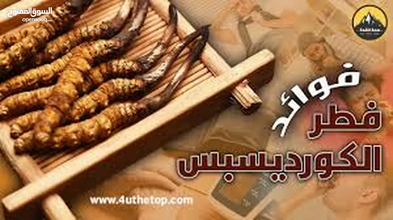 فطر الكورديسبس العضوي (فيجرا جبال الهمالايا)  لتعزيز وتنشيط صحة القلب والاوعية الدموية.
