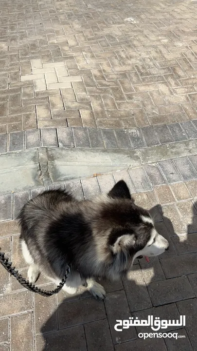 Husky Pure 6 months old Friendly