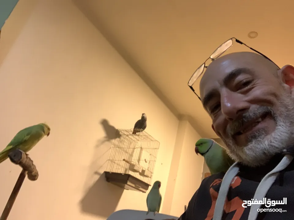 باذن الله جوز ببغاء دره هندي أليفات ومتكلمات