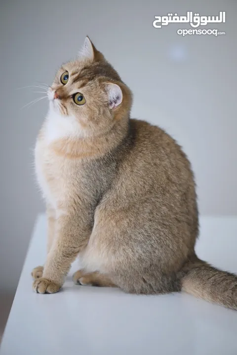 Pure British Shorthair Chinchilla for Adoption!