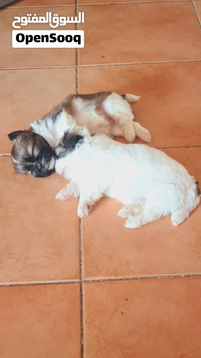 1 month old female puppies for sale