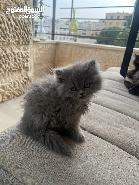 قطط سكوتش فولد مكس عدد 2  العمر شهرين وأسبوع إناث للبيع بسعر مغرررررري