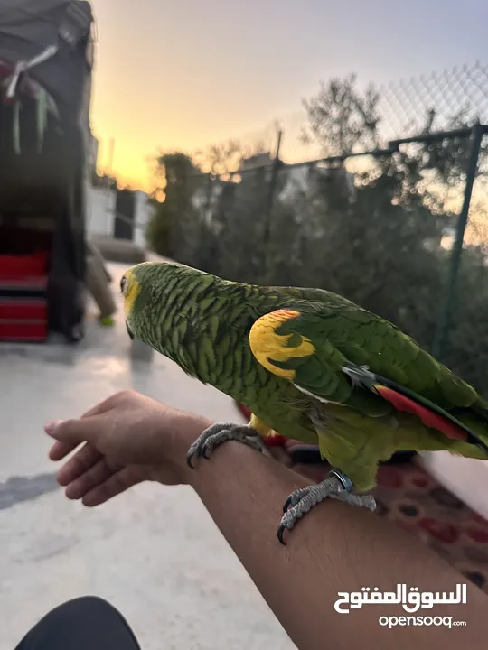 للبيع بلو فرنتد جاكو متكلم