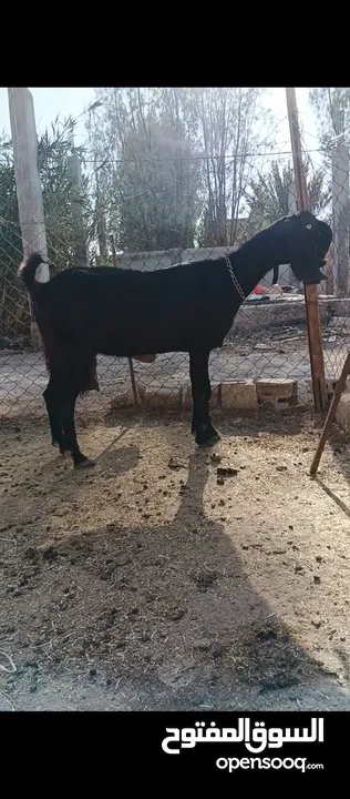 جدي شامي ابيض ابرص توب ثني حبتين على كل جال وثلث معزا مراح توب التوب مقنوي