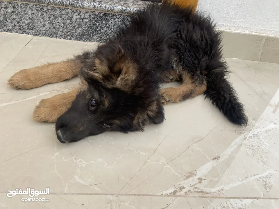 جيرمن شيبرد بيور كسحه عضم عريض ماخد المطاعيم