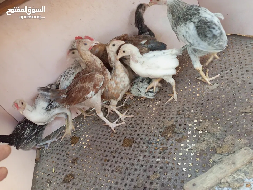السلام عليكم  صيصان 12 الحبه على 2ليرتين
