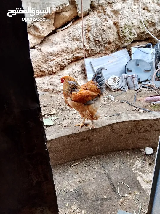 صيصان باكستاني وبراهمي ولبرجيني  + متوفر بيض من جميع الانواع ماركا الجنوبيه