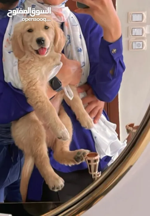 كلبة جولدن ريتريفر 3شهور وواخدة كل التطعيمات ومعاها دفتر التطعيمات