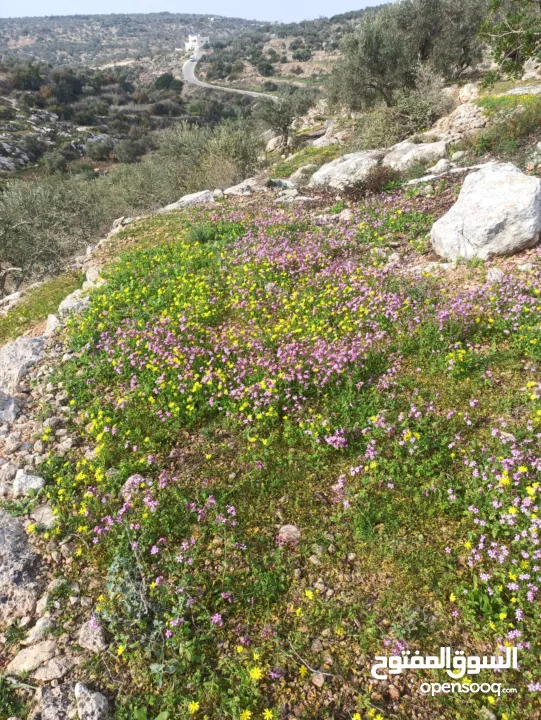 ارض على طريق بلعا دير الغصون قبل مفرق اكتابا