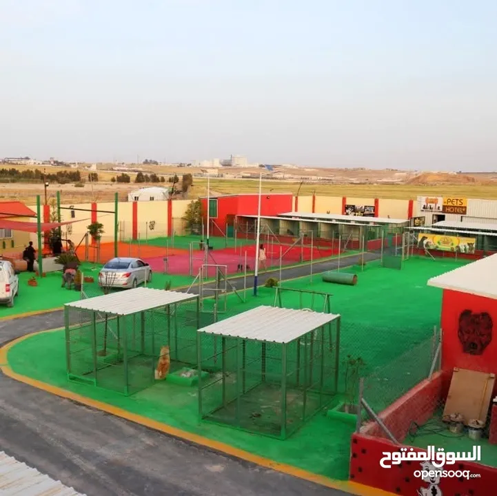 جولدن جراء ذكور واناث