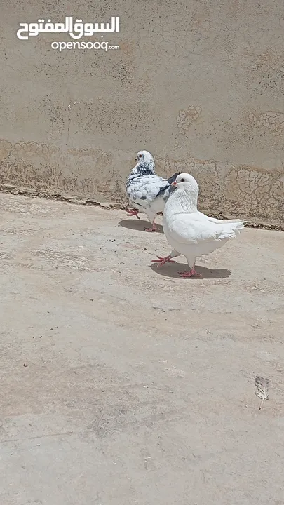 جوز حمام كنق شغال ميه ميه